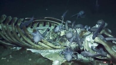 Mrtvá velryba na dně oceánu