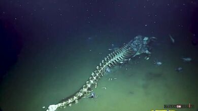 Mrtvá velryba na dně oceánu