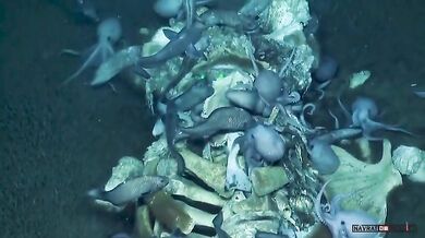 Mrtvá velryba na dně oceánu