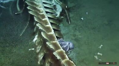 Mrtvá velryba na dně oceánu