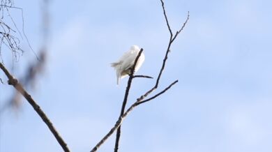 Nejhlasitější pták na světě