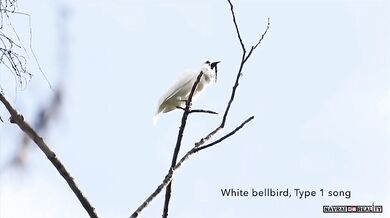 Nejhlasitější pták na světě