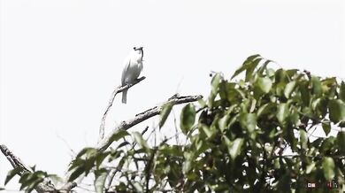 Nejhlasitější pták na světě