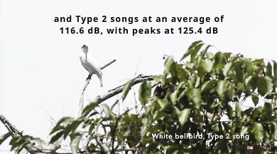 Nejhlasitější pták na světě