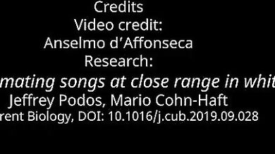 Nejhlasitější pták na světě