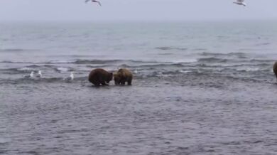 Medvědice vs. medvěd