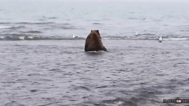 Medvědice vs. medvěd