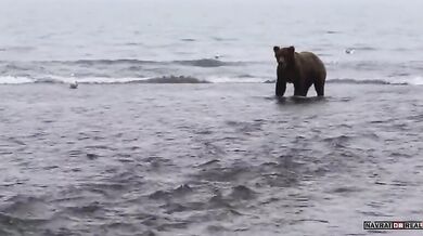 Medvědice vs. medvěd