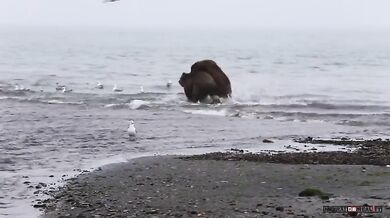 Medvědice vs. medvěd