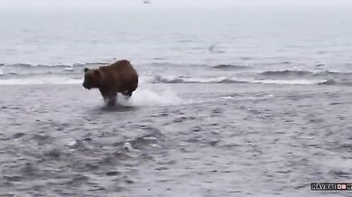 Medvědice vs. medvěd