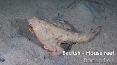 Podivná zvířata #3 - Chřestivec Darwinův