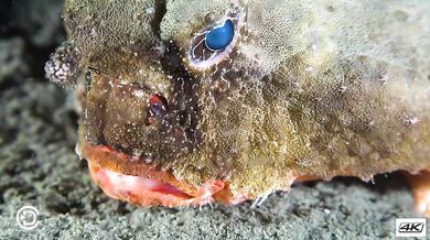 Podivná zvířata #3 - Chřestivec Darwinův