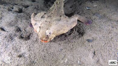 Podivná zvířata #3 - Chřestivec Darwinův