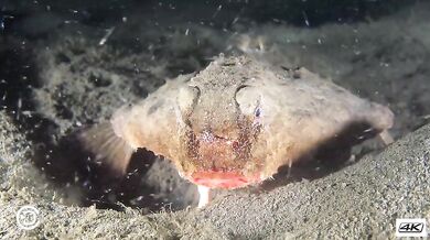 Podivná zvířata #3 - Chřestivec Darwinův