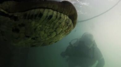 Setkání s anakondou