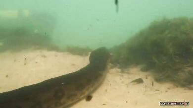 Setkání s anakondou