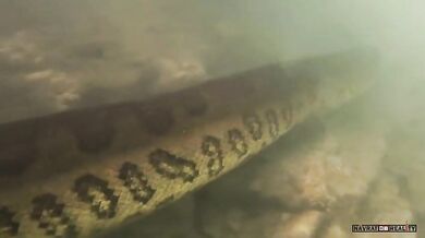 Setkání s anakondou