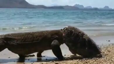 Komodský drak s helmou