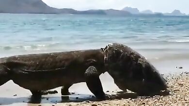 Komodský drak s helmou