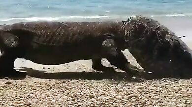 Komodský drak s helmou