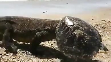 Komodský drak s helmou