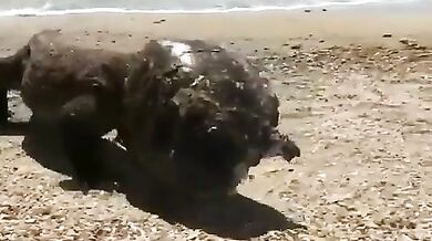 Komodský drak s helmou