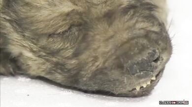 Nejstarší štěně na světě