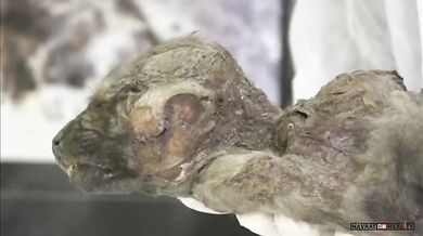 Nejstarší štěně na světě