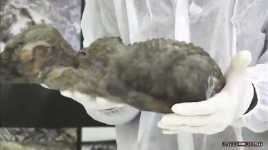 Nejstarší štěně na světě