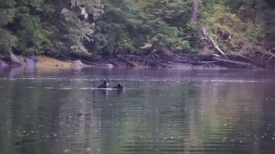 Setkání s medvědem #55