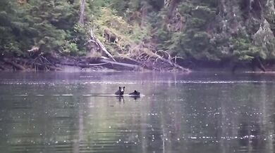 Setkání s medvědem #55