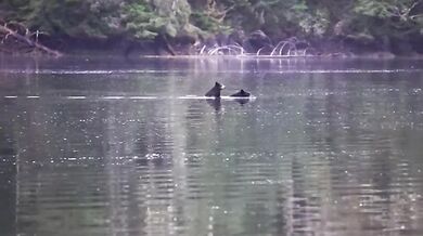 Setkání s medvědem #55