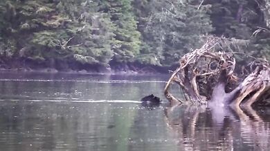 Setkání s medvědem #55