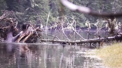 Setkání s medvědem #55