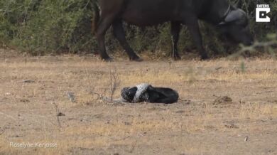Krajta vs. medojed vs. šakal