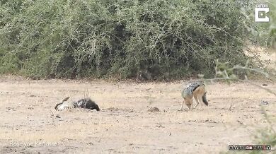 Krajta vs. medojed vs. šakal