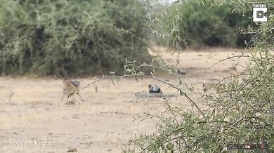 Krajta vs. medojed vs. šakal