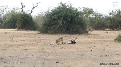 Krajta vs. medojed vs. šakal