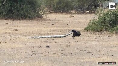Krajta vs. medojed vs. šakal