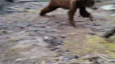 Setkání s medvědem #56