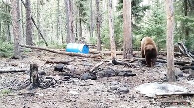 Setkání s medvědem #56