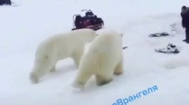 Setkání s medvědem #57