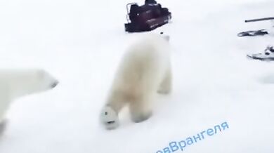 Setkání s medvědem #57