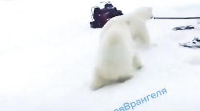 Setkání s medvědem #57