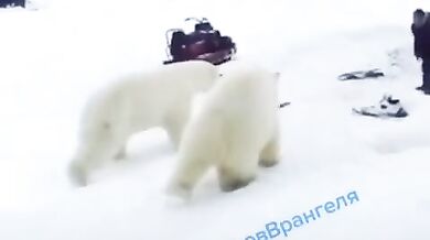 Setkání s medvědem #57