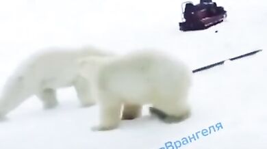 Setkání s medvědem #57