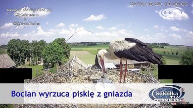 Mládě vyhozené z hnízda