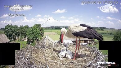Mládě vyhozené z hnízda