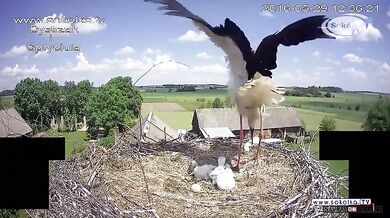 Mládě vyhozené z hnízda