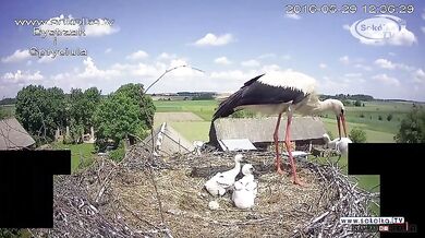 Mládě vyhozené z hnízda